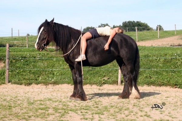 horse